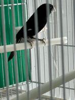 Twatwa, Dieren en Toebehoren, Vogels | Overige Vogels, Mannelijk, Tropenvogel, Geringd