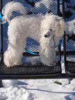 Witte dwerg poedel ter dekking, Dieren en Toebehoren, Honden | Dekreuen, Particulier, Rabiës (hondsdolheid), Buitenland, 1 tot 2 jaar