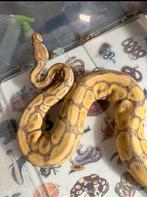 Ballpython, Dieren en Toebehoren, Tam, 0 tot 2 jaar