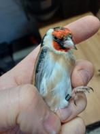 Majoor putter man 2025 wildkleur, Dieren en Toebehoren, Mannelijk, Overige soorten