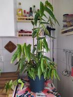 Kamerplant Begonia Angelwing, Ophalen, Overige soorten, Minder dan 100 cm