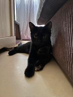Kitten 4 maanden oud, Ophalen, Zo goed als nieuw