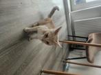 Lieve jonge poes zoekt een warm thuis – gratis, Dieren en Toebehoren, Poes