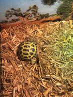 vierteenlandschildpad, Dieren en Toebehoren, Schildpad, Tam, 0 tot 2 jaar