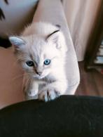 Schattige kittens op zoek naar liefde, Dieren en Toebehoren, Meerdere dieren, 0 tot 2 jaar