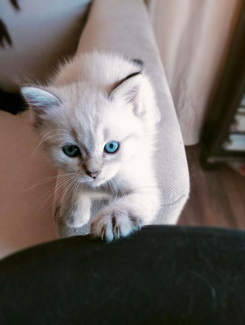 Schattige kittens op zoek naar liefde, Dieren en Toebehoren, Katten en Kittens | Raskatten | Langhaar, Meerdere dieren, 0 tot 2 jaar