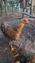 Jonge Hen Wyandotte meerzomig patrijs, Dieren en Toebehoren, Pluimvee, Vrouwelijk, Kip