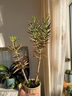 Vetplant (kalanchoe kewensis), Vetplant, Ophalen of Verzenden, Minder dan 100 cm, Volle zon