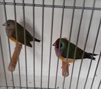 Te koop koppel Gouldamadines, Dieren en Toebehoren, Vogels | Overige Vogels, Meerdere dieren, Tropenvogel, Geringd