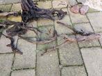 Wortelhout en kienhout aquarium, Ophalen of Verzenden, Plant(en), Steen of Hout