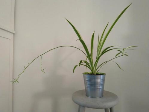 Graslelie in een zinken bloempot, in bloei., Huis en Inrichting, Kamerplanten, Overige soorten, Minder dan 100 cm, Ophalen