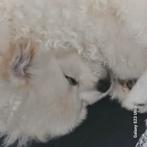Pomeriaan Reutje –  Zindelijk, Lief & gezond, Dieren en Toebehoren, 15 weken tot 1 jaar, Eén hond, Nederland, Particulier