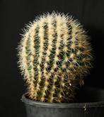 Echinocactus Grusonii, Huis en Inrichting, Kamerplanten, Ophalen of Verzenden, Minder dan 100 cm, Volle zon, In pot