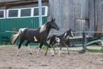 Nrps Merrie met merrie veulen e-pony, Dieren en Toebehoren, Pony's, Merrie, Recreatiepony, Gechipt, 7 tot 10 jaar