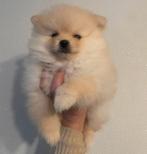 Pomeriaan puppy te koop reu, beertje, Dieren en Toebehoren, Honden | Poolhonden, Keeshonden en Oertypen, Keeshond, Reu, 8 tot 15 weken