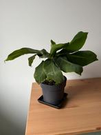 Bananenplant Musa Acuminata 'Cheeka' ruim 40cm hoog, Huis en Inrichting, Kamerplanten, Ophalen, Halfschaduw, Minder dan 100 cm