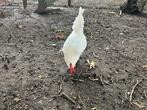Gratis  2 leghorn hanen, Dieren en Toebehoren, Pluimvee, Mannelijk, Kip
