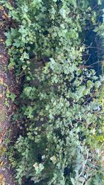 Ribes struiken, Tuin en Terras, Ophalen, Overige soorten, 100 tot 250 cm