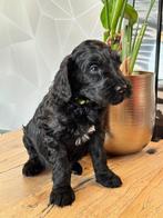 Australian labradoodle pups!, Overige rassen, 8 tot 15 weken, Meerdere, Meerdere dieren