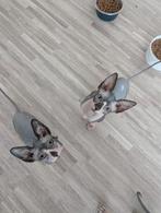 Sphynx Canadees kittens, Dieren en Toebehoren, Katten en Kittens | Raskatten | Korthaar, Meerdere dieren, Met stamboom