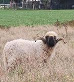 Walliser Schwarznase dekbok., Dieren en Toebehoren, Schapen, Geiten en Varkens, Mannelijk, Schaap