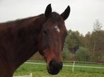 12 jarige ruin James (+/- 1.70), Ruin, Gechipt, Onbeleerd, 11 jaar of ouder