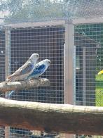 BlauopalinBlaupastell Rosella, Dieren en Toebehoren, Meerdere dieren, Parkiet
