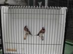 div tropische vogeltjes/30aug op beurs nrd wijkerhout, Meerdere dieren, Tropenvogel