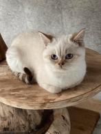 Prachtig Brits Korthaar kitten, Dieren en Toebehoren, Meerdere dieren, Gechipt, 0 tot 2 jaar