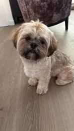 Te koop Energieke lieve Boomer, Dieren en Toebehoren, HCC (leverziekte), Overige rassen, 1 tot 2 jaar, Teef