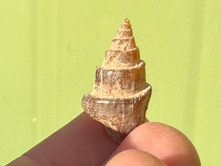 Turitella Fossiel, Verzamelen, Mineralen en Fossielen, Fossiel, Ophalen of Verzenden