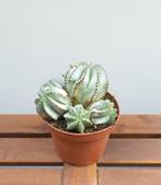 Euphorbia Horrida Alba | Ø13cm H17cm, Ophalen of Verzenden, Overige soorten, Minder dan 100 cm