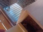 Te koop Kweekkoppel Agapornissen, Dieren en Toebehoren, Vogels | Parkieten en Papegaaien, Meerdere dieren, Dwergpapegaai of Agapornis