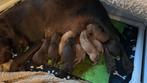 Vizsla x Vizsla Duitse draad haar puppy’s, Overige rassen, CDV (hondenziekte), 8 tot 15 weken, Meerdere