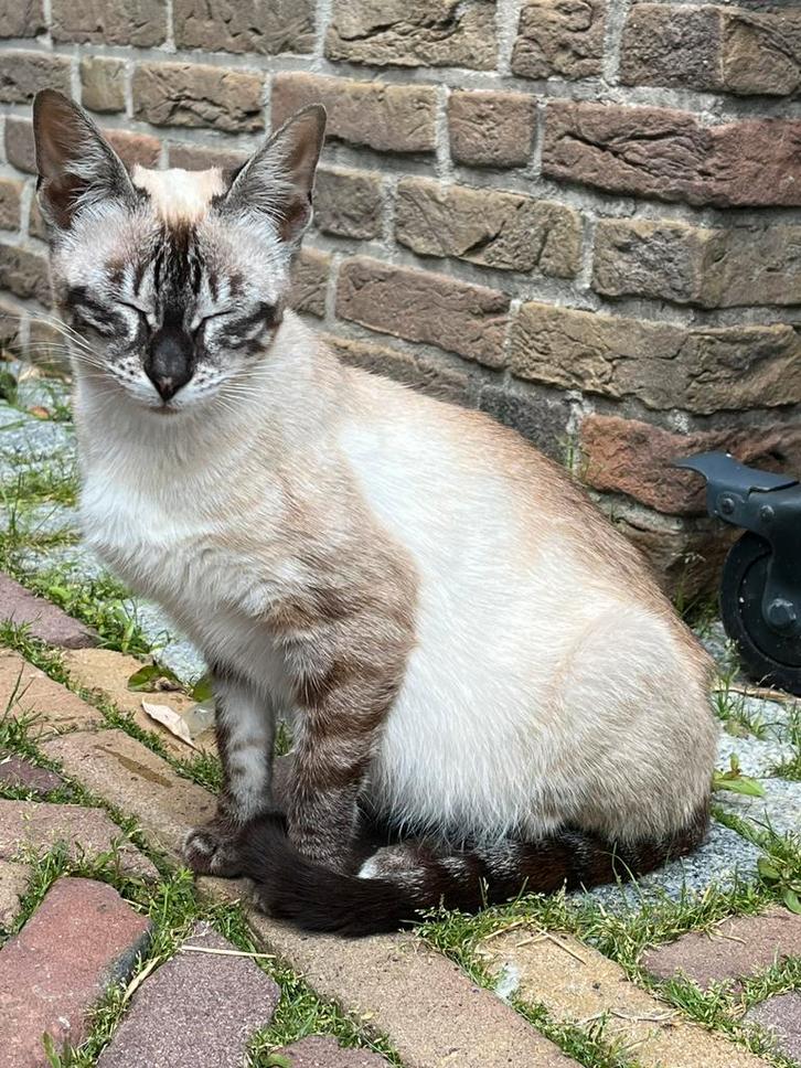 Snow lynx charcoal, Dieren en Toebehoren, Katten en Kittens | Overige Katten, Poes