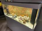 Compleet Aquarium Juwel 450, Ophalen, Gebruikt, Gevuld zoetwateraquarium