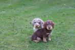 Langharige x Ruwharige teckel pups, Dieren en Toebehoren, Parvo, Nederland, 8 tot 15 weken, Dwerg