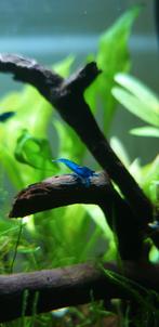 Jonge blue dream aquarium garnalen, Dieren en Toebehoren, Vissen | Aquariumvissen