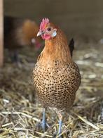 Friese Hoen Goudpel, Dieren en Toebehoren, Pluimvee, Meerdere dieren, Kip