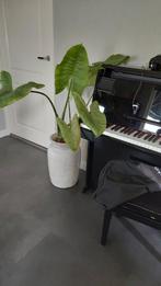 Grote hoge keramische bloempot met plant, Ophalen, Overige soorten