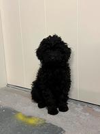 Mini labradoodle pups, Dieren en Toebehoren, Overige rassen, 8 tot 15 weken, Meerdere, Meerdere dieren