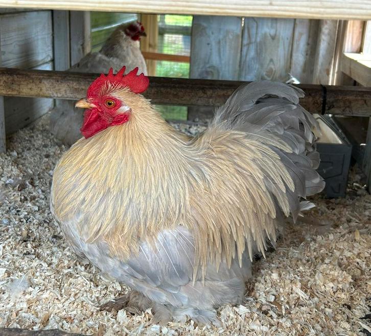 Cochin kriel Isabelporselein haan, Dieren en Toebehoren, Pluimvee, Kip, Mannelijk