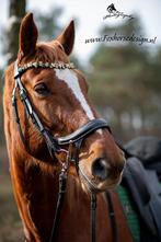 Frontriem speciaal wave div kleuren, Dieren en Toebehoren, Ophalen of Verzenden, Nieuw, Overige soorten