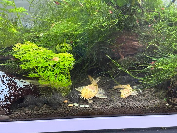 BORSTEL(HARNAS)MEERVAL ANCISTRUS SP. “AQUARIEN-DOLICHOPTERUS, Dieren en Toebehoren, Vissen | Aquariumvissen, Vis