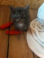 Maine coon kittens, Dieren en Toebehoren, Meerdere dieren, Ontwormd, 0 tot 2 jaar