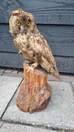 Mooie opgezette Uil Taxidermie., Ophalen of Verzenden, Zo goed als nieuw, Vogel, Opgezet dier