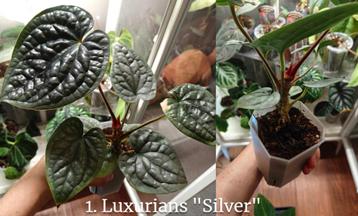 Anthurium Luxurians "silver" beschikbaar voor biedingen