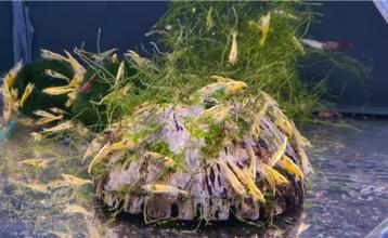 Neocaridina Yellow Goldline Garnaal - Koidreams Valburg beschikbaar voor biedingen