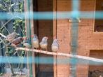Jonge zeebravinken, Dieren en Toebehoren, Meerdere dieren, Tropenvogel