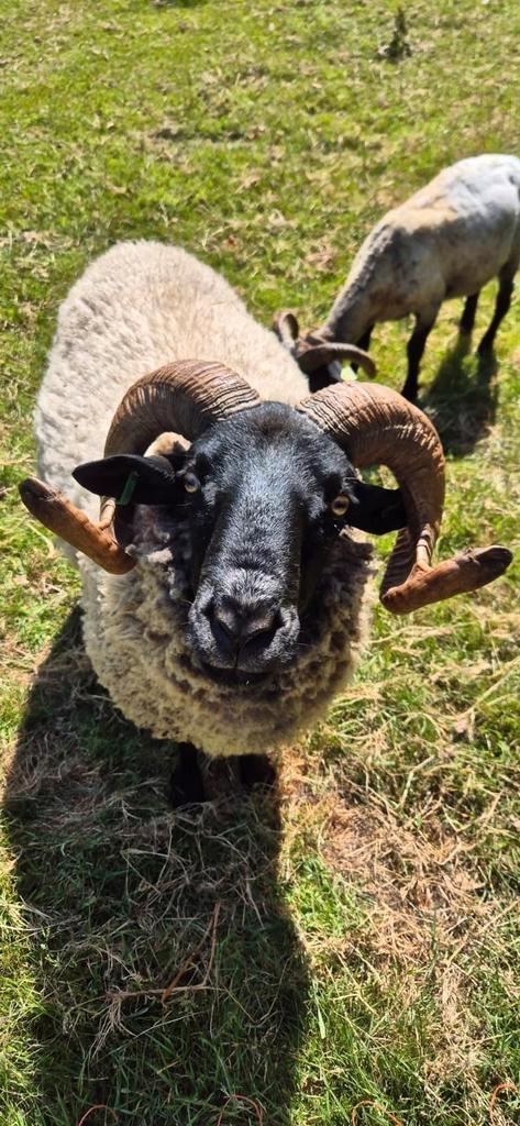 Norfolk Horn dek rammen zwoeger vrij, Dieren en Toebehoren, Schapen, Geiten en Varkens, Schaap, Mannelijk